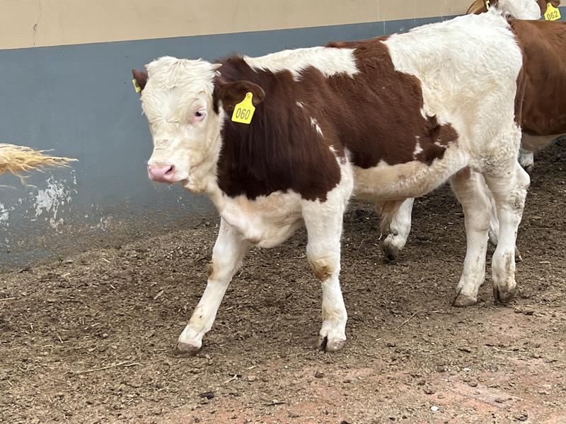8个月西门塔尔四代母牛新价格山西大型养殖场体型骨架大