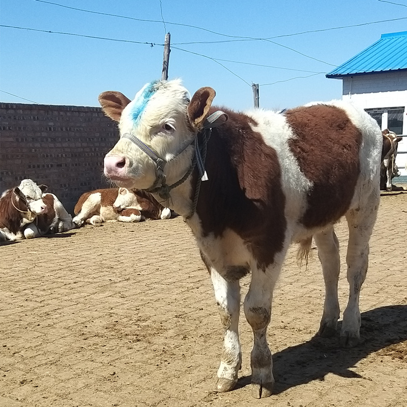 新疆肉牛品种图片