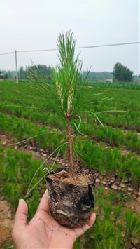 松树苗,湿地松小杯苗,湿地松苗批发,湿地松容器苗基地出售-林之源种植合作社