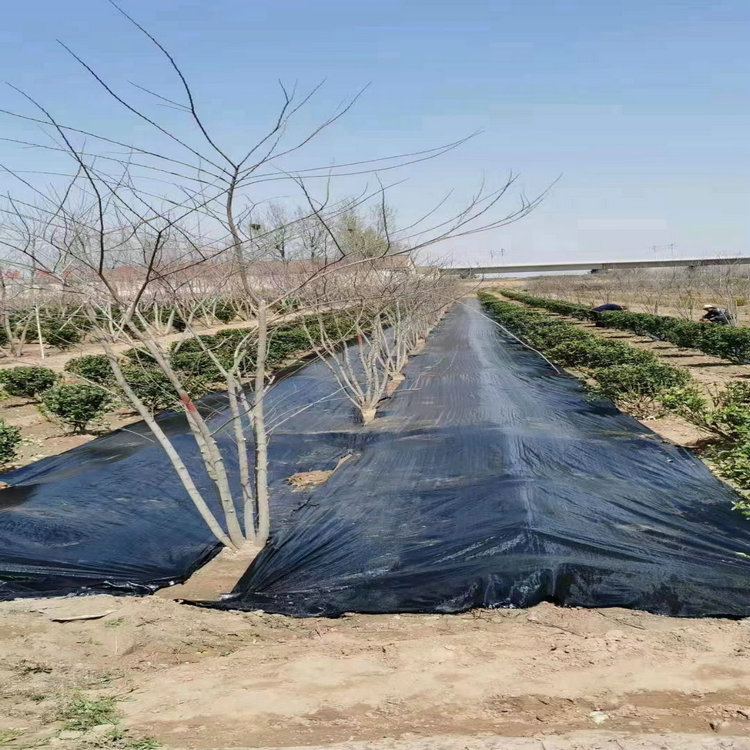 河南济源切片打孔防草布,防草布的缺点是什么