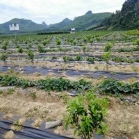 吉林蓝莓园60cm宽户外除草地布