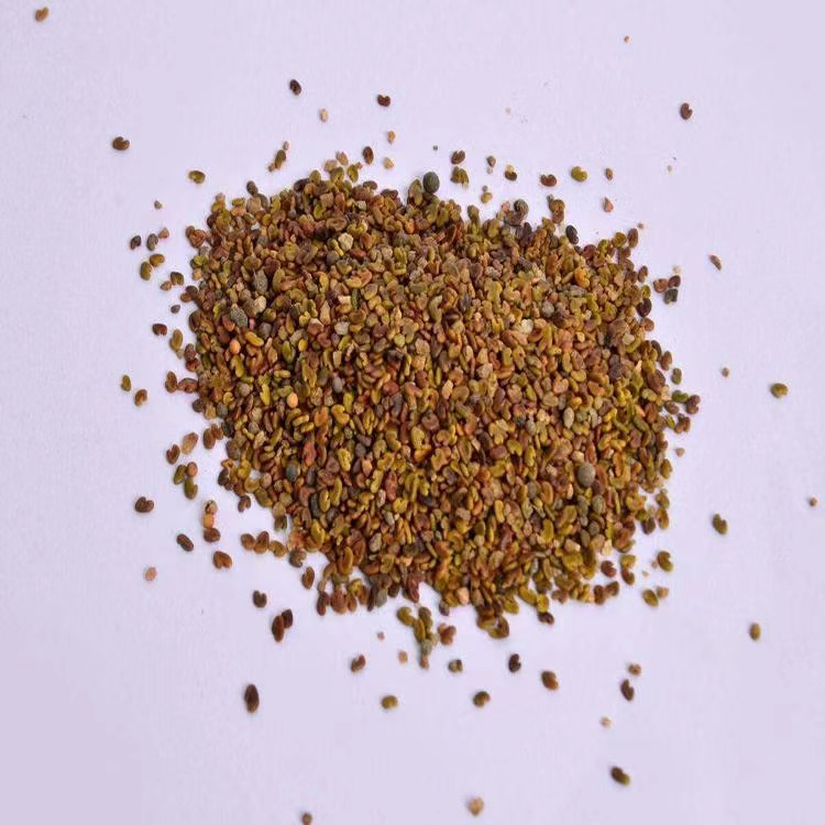 紫云英种子 景观绿化种籽 红花耐寒改良土壤