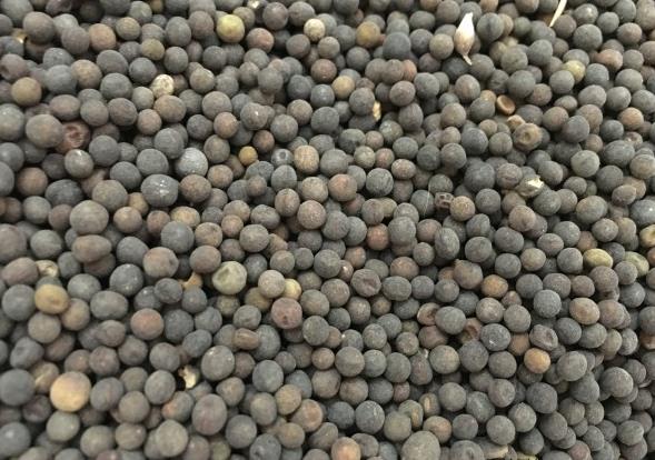 光叶紫花苕种子 绿肥植物多年生牧草种籽 耐寒耐旱耐盐碱