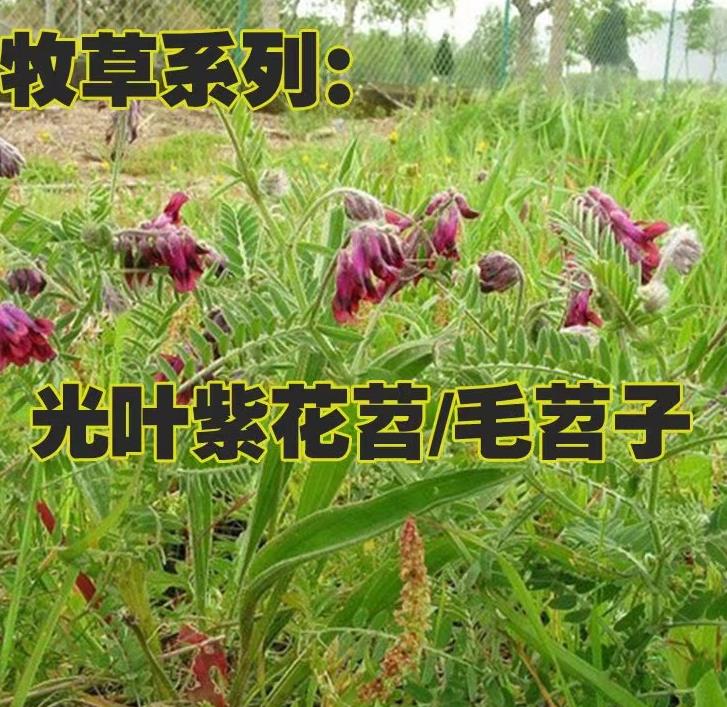 光叶紫花苕种植技术图片