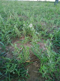 宁夏大量批发白刺果种子 耐干旱白刺树苗供应 2年生40公分白刺果苗