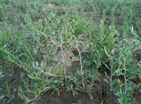 甘肃大量出售白刺果种子 白刺树苗种植基地 30公分白刺树苗价格