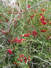 陕西白刺果种植技术 耐盐碱地白刺果苗报价