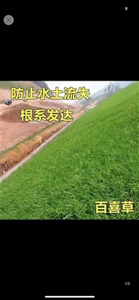 碱茅草新种子价格便宜