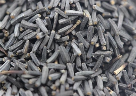 黑心菊种子 喜阳光 道路景区绿化观赏花卉-搜采通