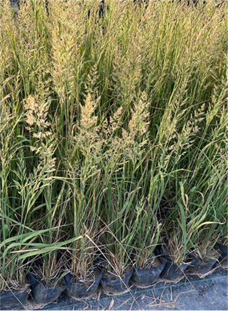 佛子茅基地大量供应，佛子茅种植基地