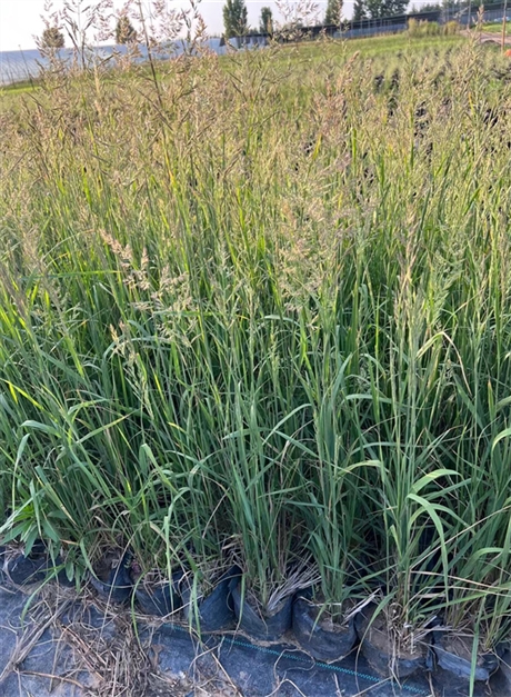 佛子茅营养杯苗供应基地，佛子茅种植基地批发价格