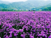 柳叶马鞭草种子销售 花海观赏植物景区绿化种子 易成活