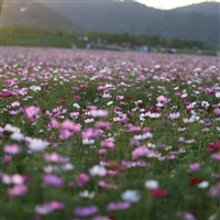 柳叶马鞭草种子 景观绿化花海耐寒耐旱 多年生宿根草籽