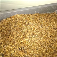 广州虫子膨化机 隧道式蝗虫黄粉虫干燥机 微波调味品烘干设备