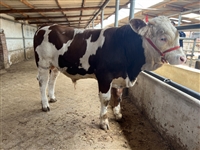 安徽省养牛基地 西门塔尔母牛现在什么价钱