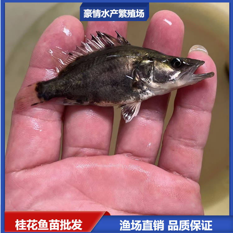优选鳜鱼苗 淡水桂花鱼苗种 驯化吃料 翘嘴季花鱼养殖