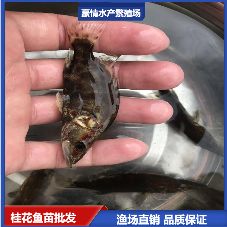 鲜活运输鳜鱼苗 已驯化桂花鱼苗种培育 大型水产桂鱼繁殖场