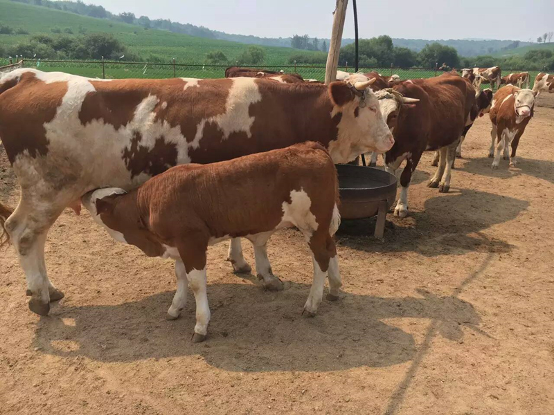 南方西门塔尔牛小型中转基地 六七个月出售 2022六月已更新(今日/行情