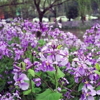 二月兰花卉种子  易成活 生长旺盛 公园景区花海园打造花卉