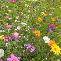 野花组合种子 开花花海花卉花种 庭院室外打造