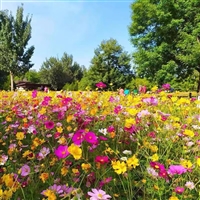 野花组合种子 草花种子  价格优惠 观赏性好花期长