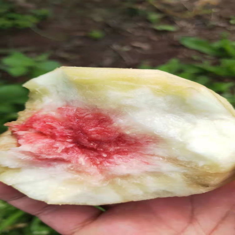 雪桃苗成長