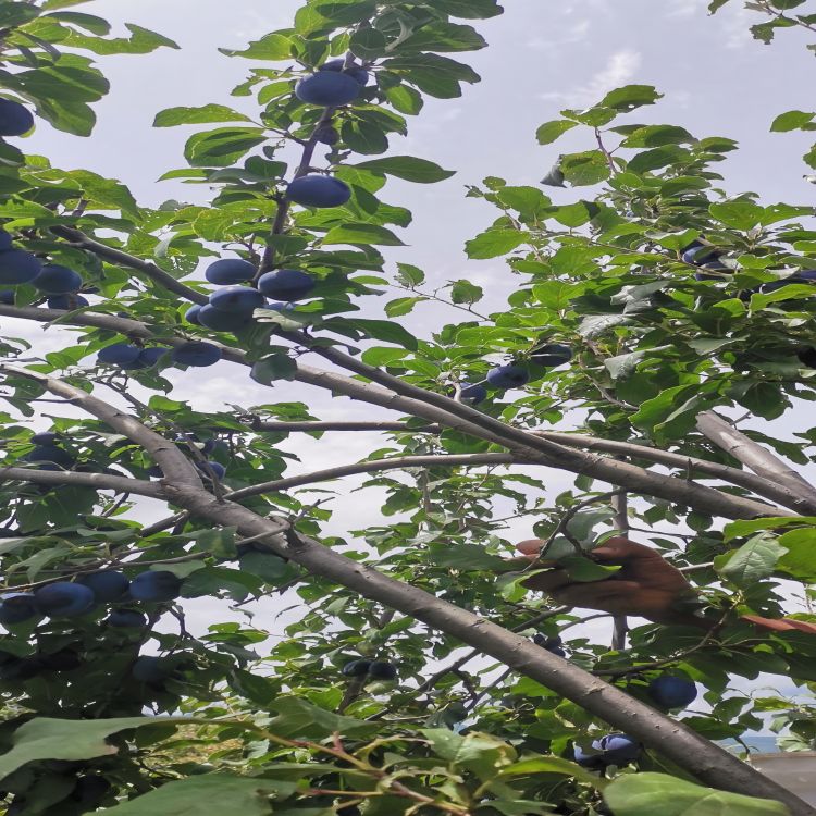 西梅兩年樹掛果圖