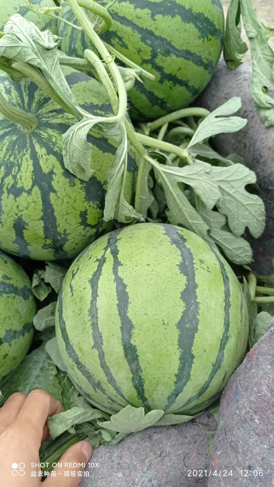 砀山西瓜水果 新鲜冰糖麒麟西瓜8424无籽西瓜 益农种苗