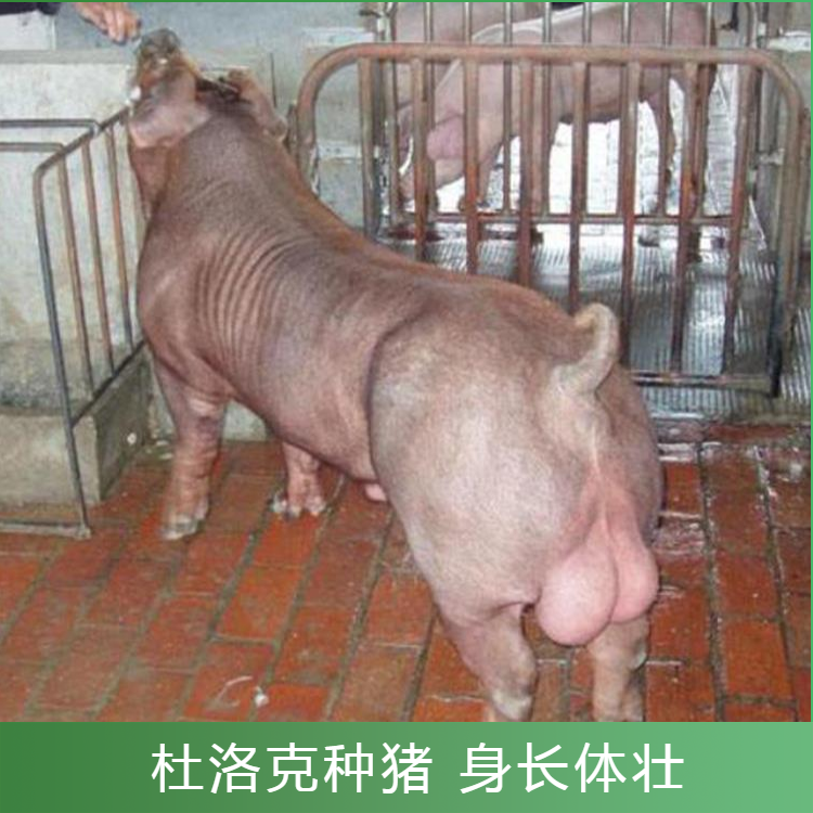 新美系杜洛克种猪选购 长势快体型完美饲养简单