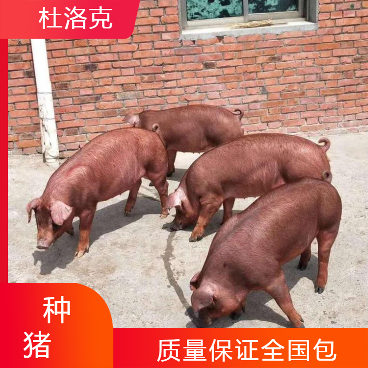 新美系杜洛克种猪选购 长势快瘦肉率高 精力充沛适应全国饲养