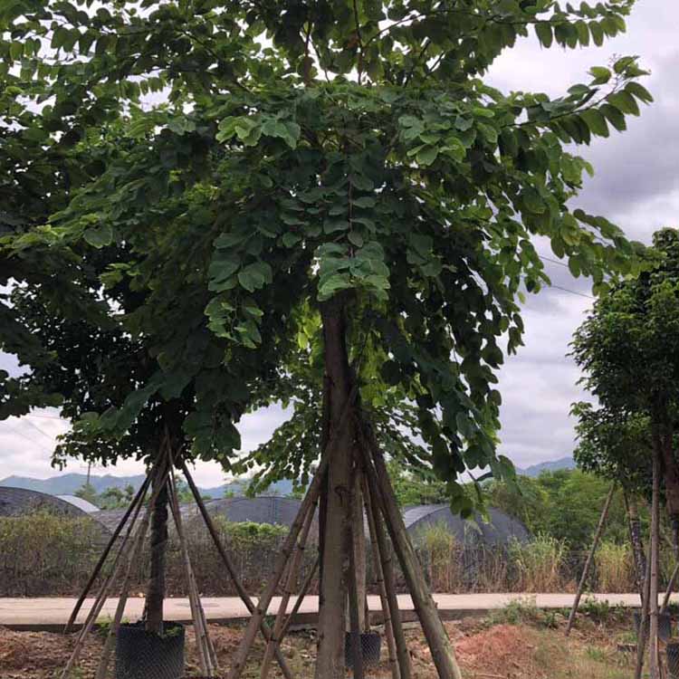 宫粉紫荆移植苗 宫粉紫荆产地直供 各种规格批发