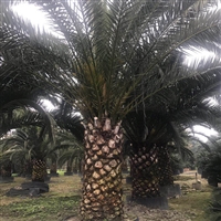 加拿利海枣批发供应棕榈树基地