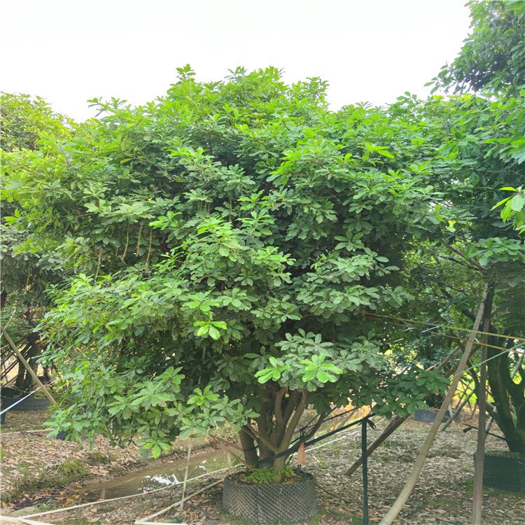 红花玉蕊移植苗 全冠红花玉蕊移栽苗 园林开花乔木