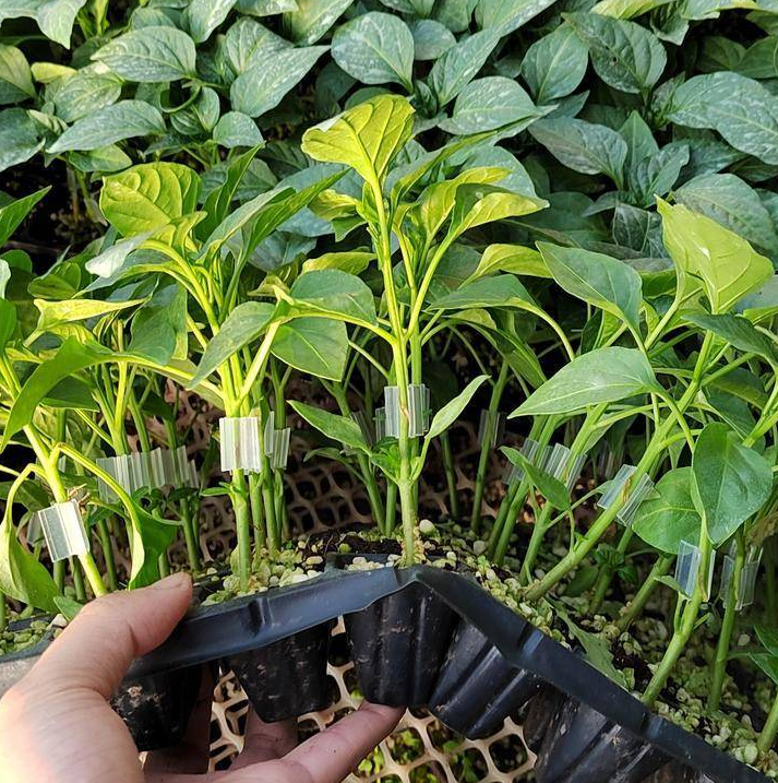 辣椒苗批发-辣椒苗批发供应/多少钱/哪家好-惠州市天泽利农农业有限