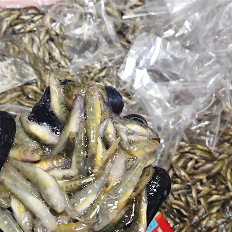 吸奶鱼吃奶鱼奶瓶鱼喂奶鱼