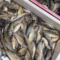 大量收购死鱼死虾，白米虾秀丽白虾，湖虾河虾各种水产