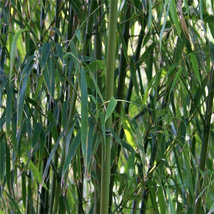 小刚竹袋苗 小刚竹杯苗 苗圃大量种植观赏竹