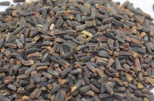 多年生花卉堆心菊花籽价格