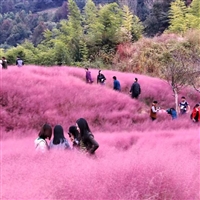 粉黛乱子草种子 粉黛乱子草花卉种子批发  打造壮观花海