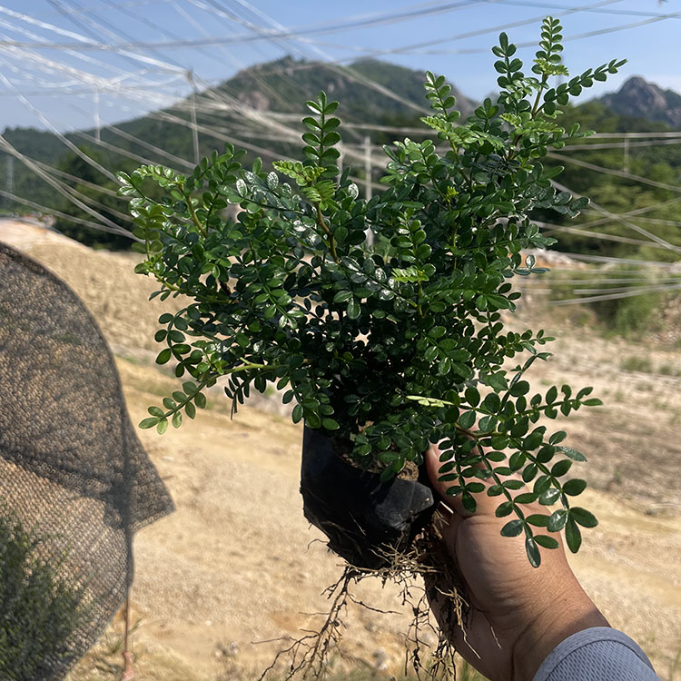 清香木小苗 清香木袋苗基地直供 四季常青绿化苗