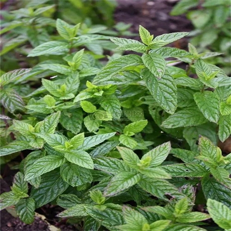 附子种苗价格川乌苗川乌种子一亩地多少公斤