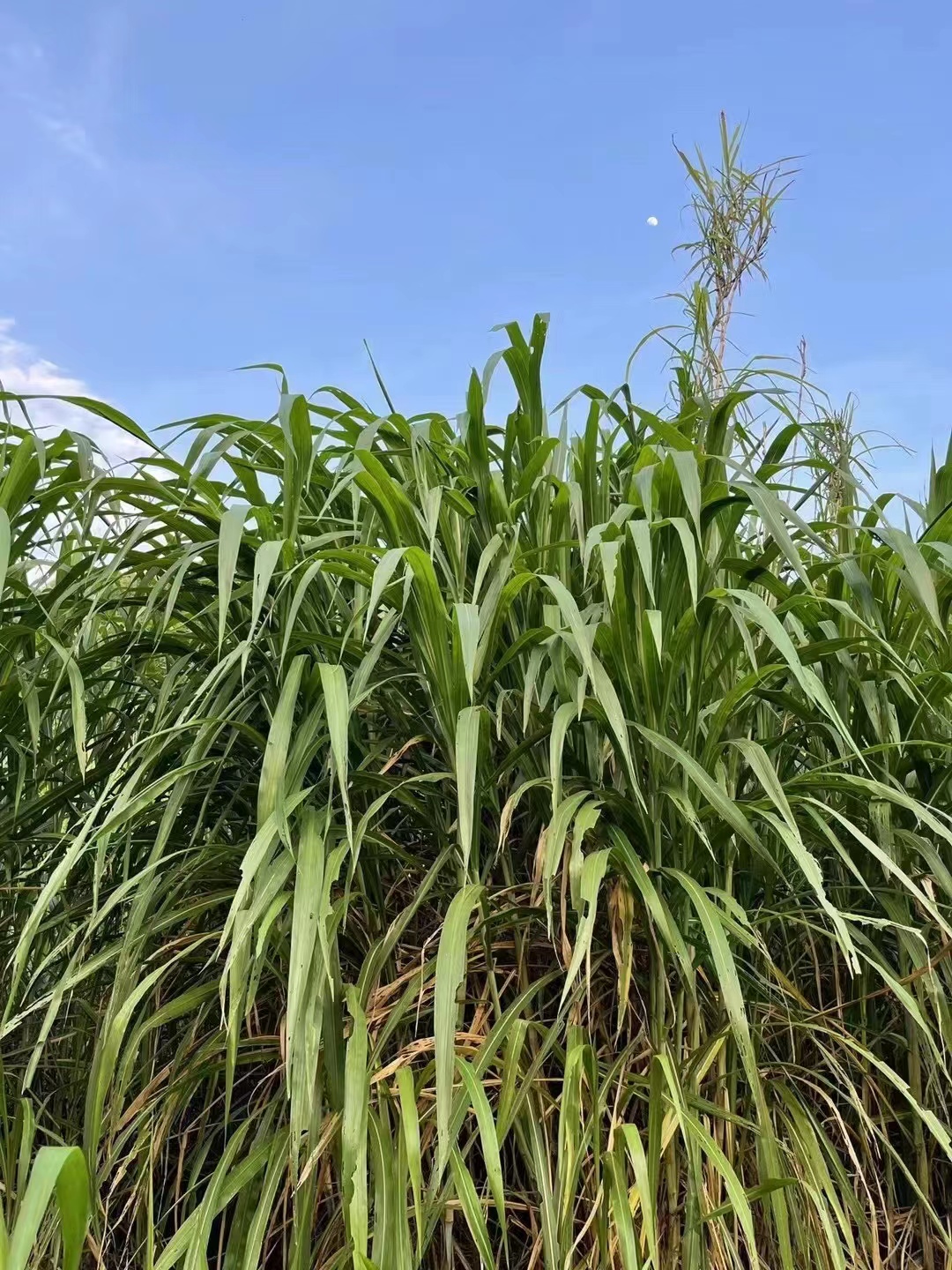 批发甜象草种节 甜象草用途多 提供专门的种植方法-搜了网