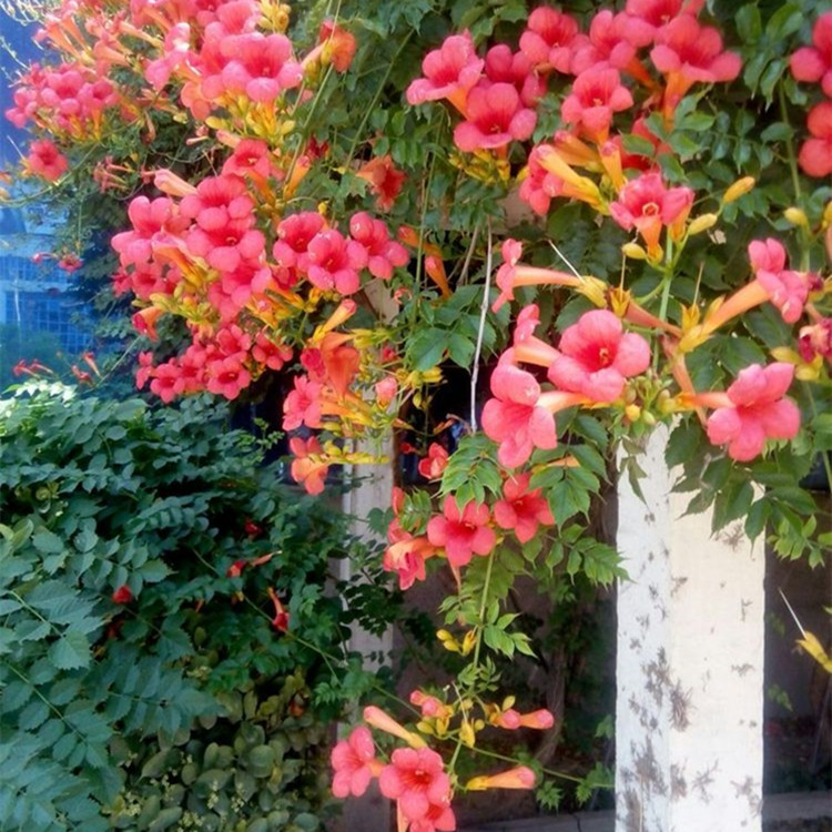 凌霄花  花期5至8月 又名倒挂金钟 橙色花系 耐旱耐寒