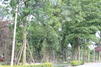 皂角树10-20cm