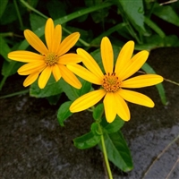 批发日光菊种子 易成活 园林庭院草花种子景观花海