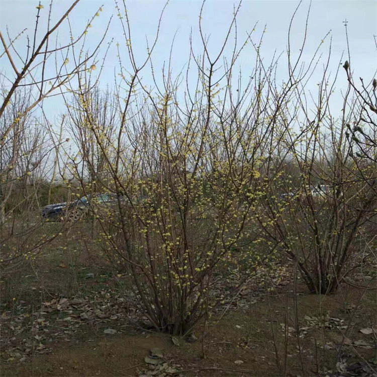 2米高丛生腊梅 苗圃基地批发 冬季开花 庭院工程绿化