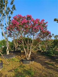 百日红苗圃种植基地  2到15公分 工程绿化苗木