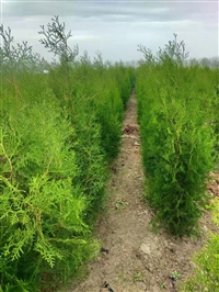 侧柏苗木种植基地 荒山造林 1米高 苗圃发货