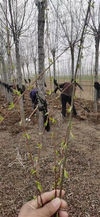 垂柳苗木种植基地 青垂柳 金丝柳 苗圃发货