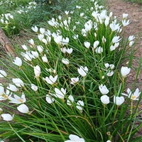 葱兰苗圃种植基地 绿化工程地被 四季常绿 小区绿化